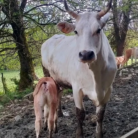 Cascina Dolomiti